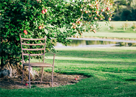 apples in a basket