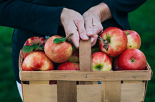 apples in a basket