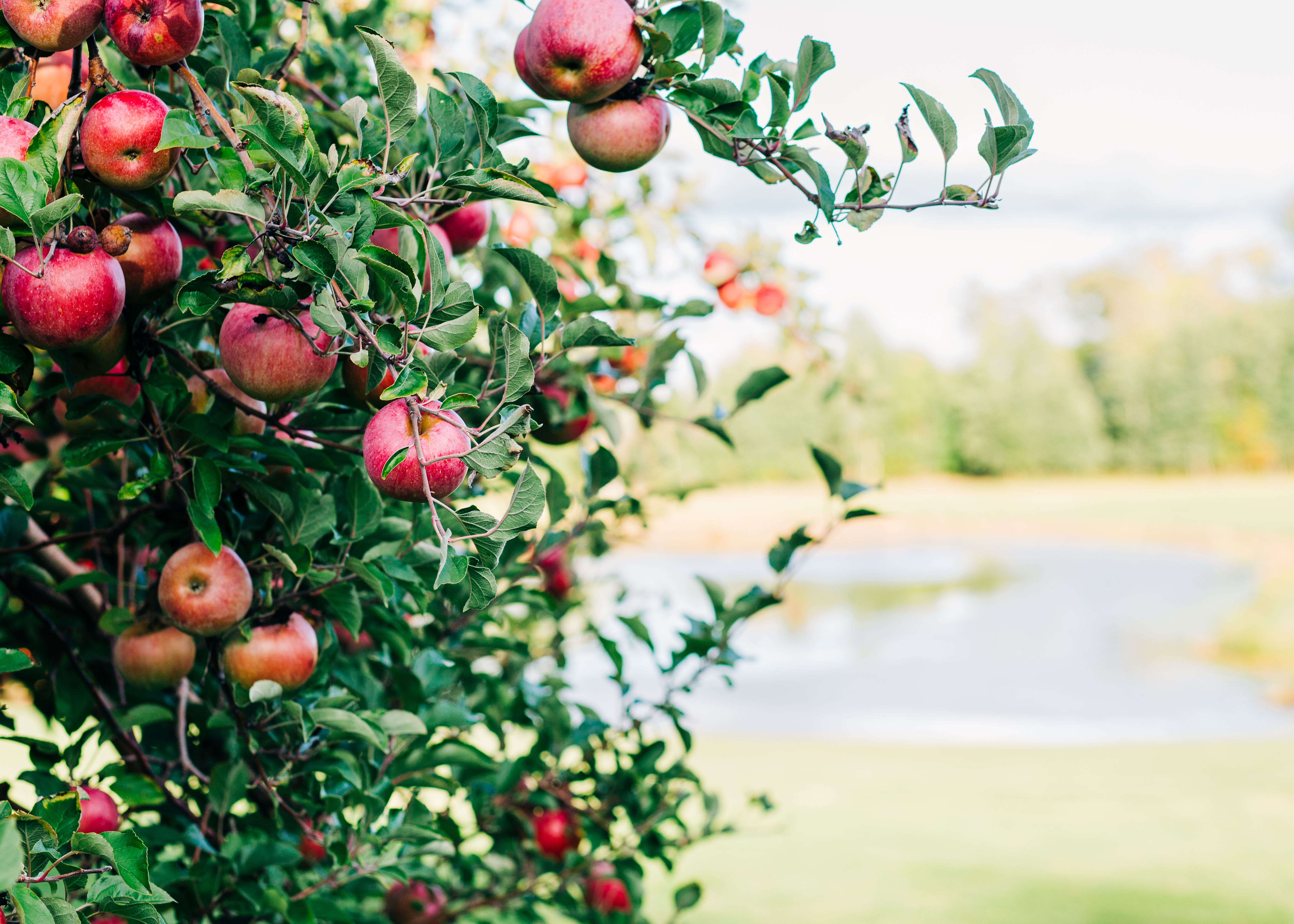 apples in a basket