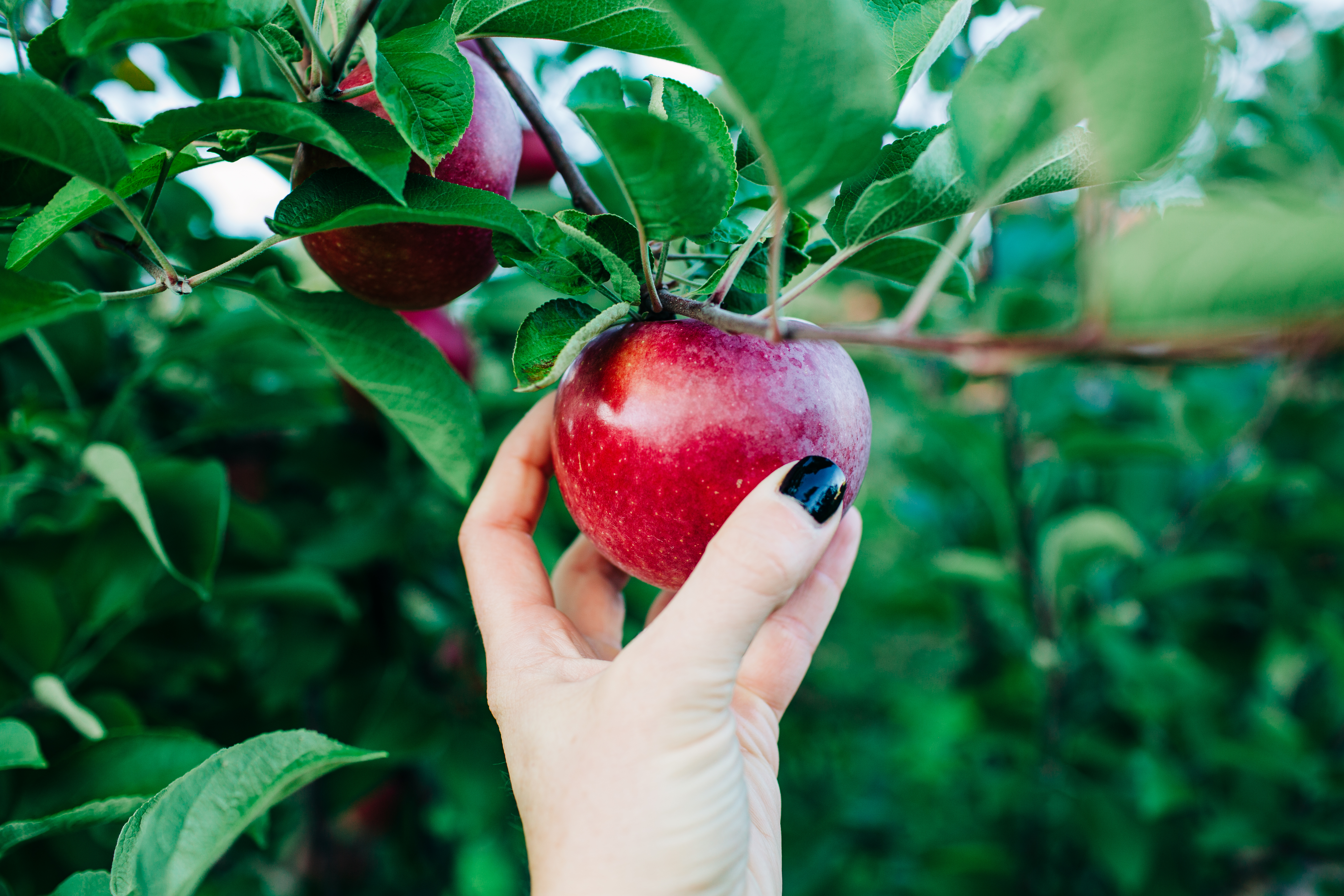 apple tree