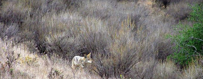 coyote
