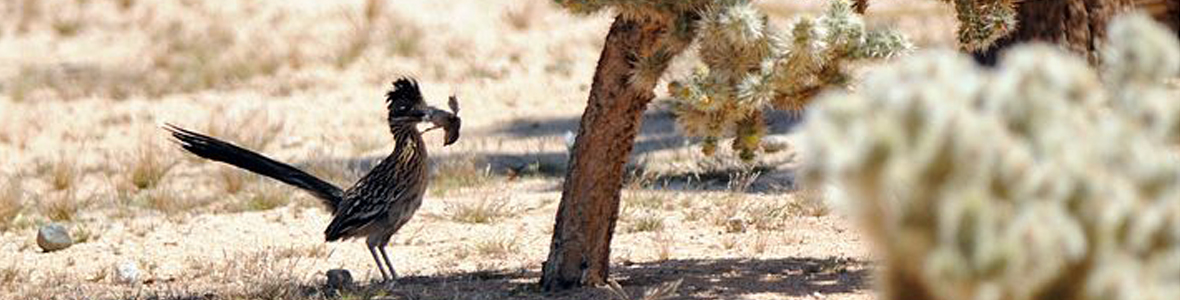 roadrunner
