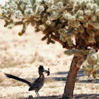 roadrunner