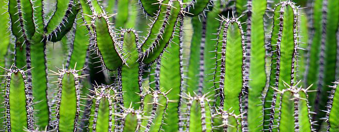 cacti