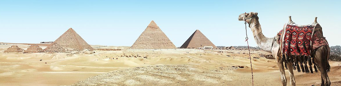 camel in desert