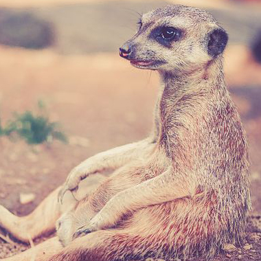 meerkat
