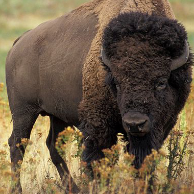 bison