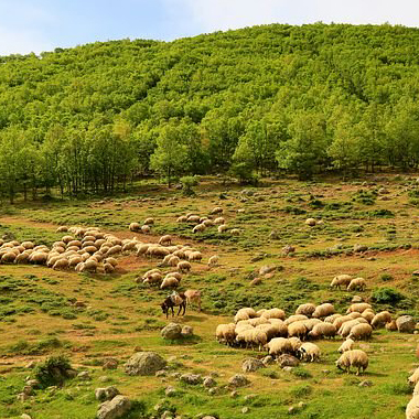 sheep in the grassland