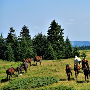 horses in the grassland