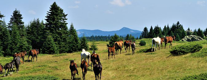 horses in the grassland