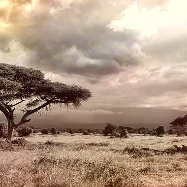 savanna biome