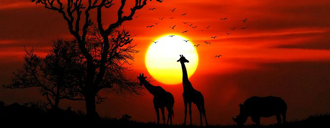 savanna sunset