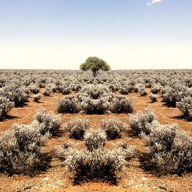 savanna