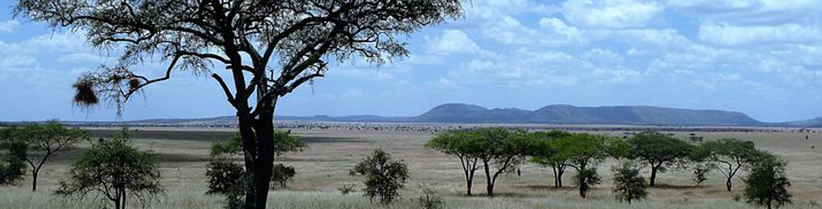 savanna