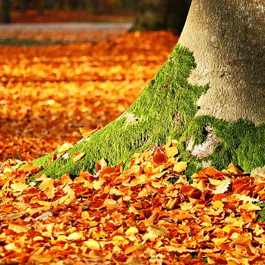 tree and leaves