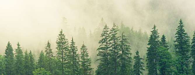 tree tops