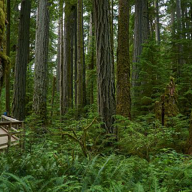 forest