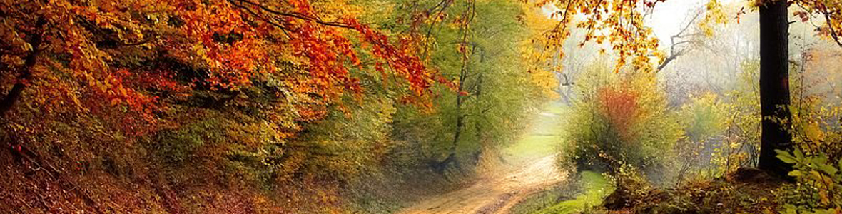 fall trees along a path