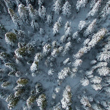 trees in the tundra
